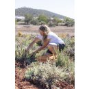 Griechischer Bergtee Bio 30g