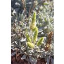 Griechischer Bergtee Bio 30g