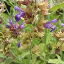 Sage Organic