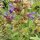 Sage Organic