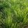 Organic Lemongrass Floral Water